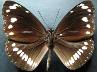 Euploea core corinna - Adult